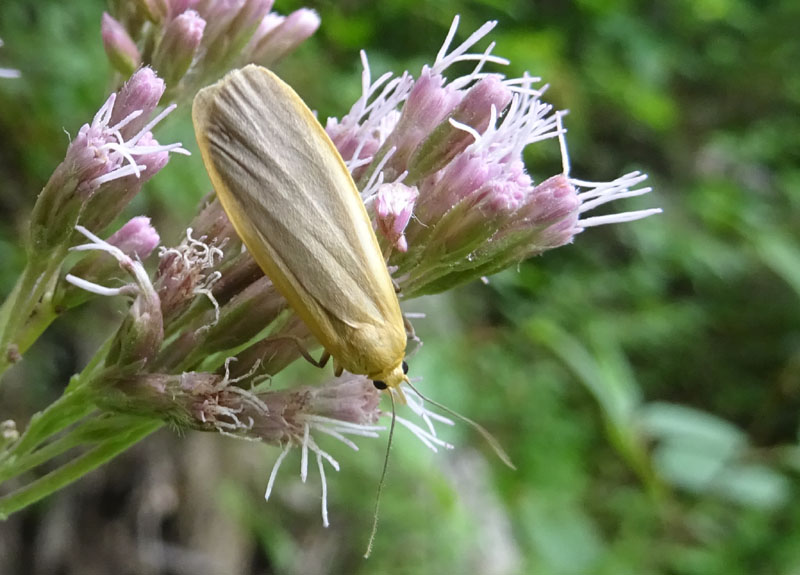 Eilema depressa - Erebidae Arctiinae